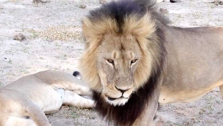 Cecil, Walter Palmer