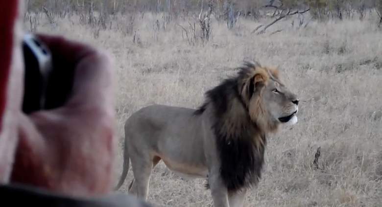 Cecil, Walter Palmer