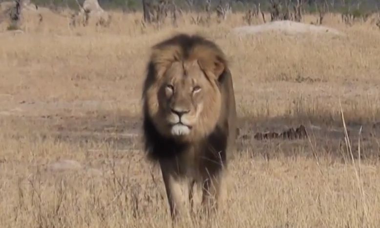 Cecil, Walter Palmer