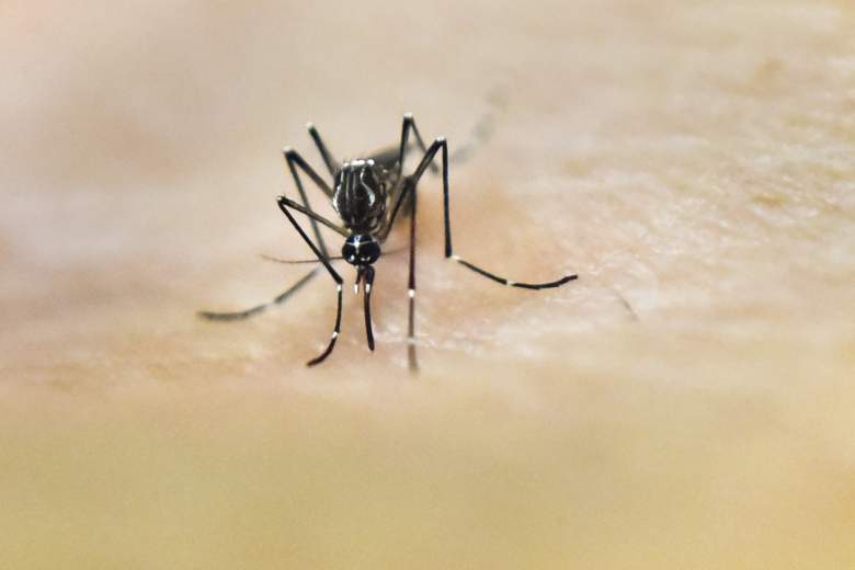 Un mosquito Aedes Aegypti en la piel humana. Este es el mosquito principal llevando Zika y vive en los EE.UU. ¿Qué estados tienen Zika hasta ahora? (Getty)
