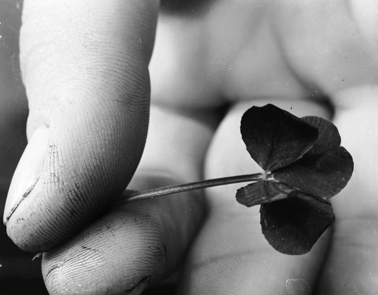 Las estadísticas de encontrar un trébol de 4 hojas es una en 10 mil. Foto tomada de un trébol de 4 hojas en 1953. (Getty)