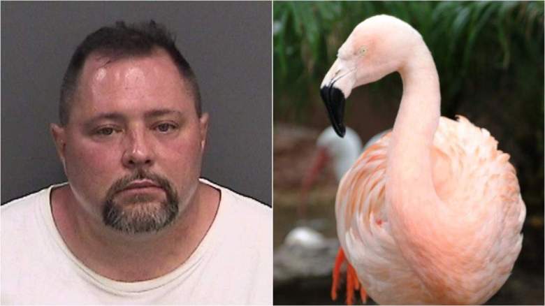 Joseph Corrao es acusado de atacar al flamenco Pinky, en el parque de diversiones en Busch Gardens en Tampa Bay, Florida. El pájaro tuvo que ser sacrificado por sus fuertes lesiones en manos del  agresor. (Departamento de Policía de Tampa/Busch Gardens)
