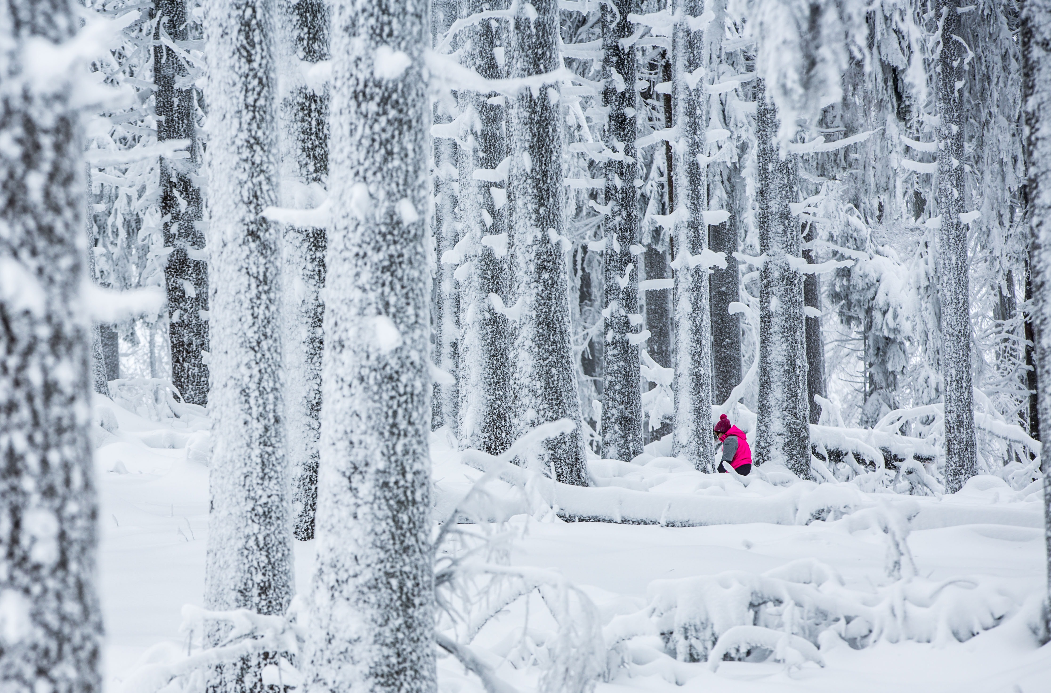 A woman walks through the snowy forest on the Grosser Feldberg mountain in the Taunus region near Frankfurt am Main, western Germany, on January 30, 2015. AFP PHOTO / DPA / FRANK RUMPENHORST +++ GERMANY OUT (Photo credit should read FRANK RUMPENHORST/AFP/Getty Images)