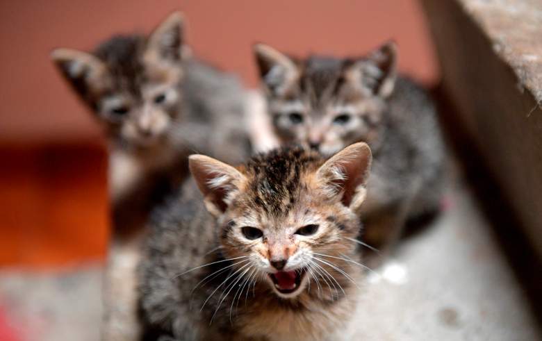 Buscan a maltratadora de gatos que transmite abusos: ¿quién es Crazy Cat Lady?