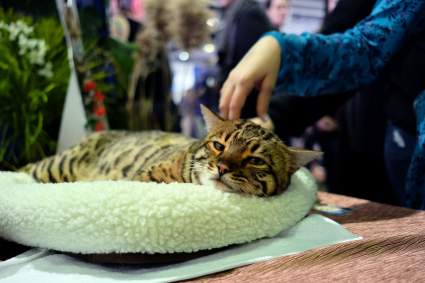 Este es Mango Brown, el gatito besucón más tierno del mundo: [Fotos y Videos]