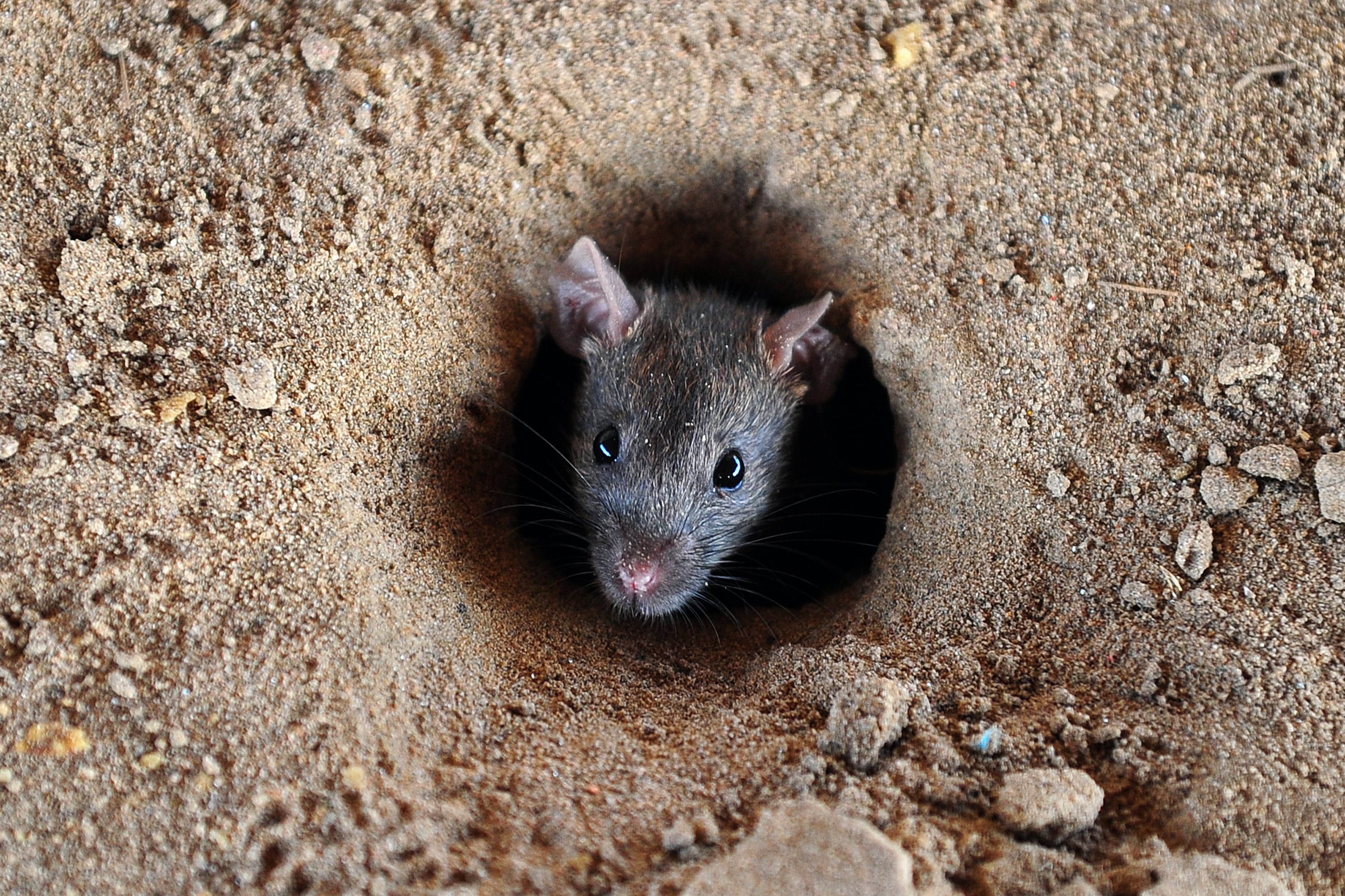 Rat Invasion: The Australian Battle Against a Persistent Pest