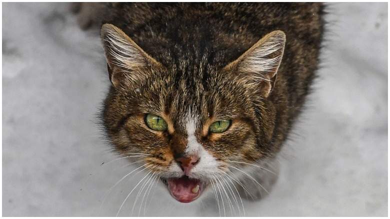 Foto de archivo de un gato callejero.