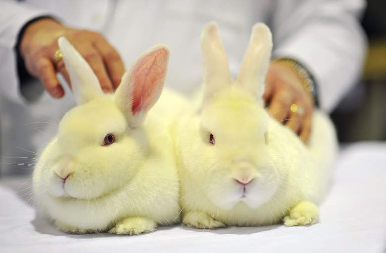 Los conejos blancos se juzgan el 28 de enero de 2012 en Harrogate, Inglaterra. Aproximadamente 3.000 animales asisten al espectáculo anual, que dura dos días y se celebró por primera vez en 1921. El Rabbit Grand National, atrae a competidores de lugares tan lejanos como Suecia a Yorkshire.