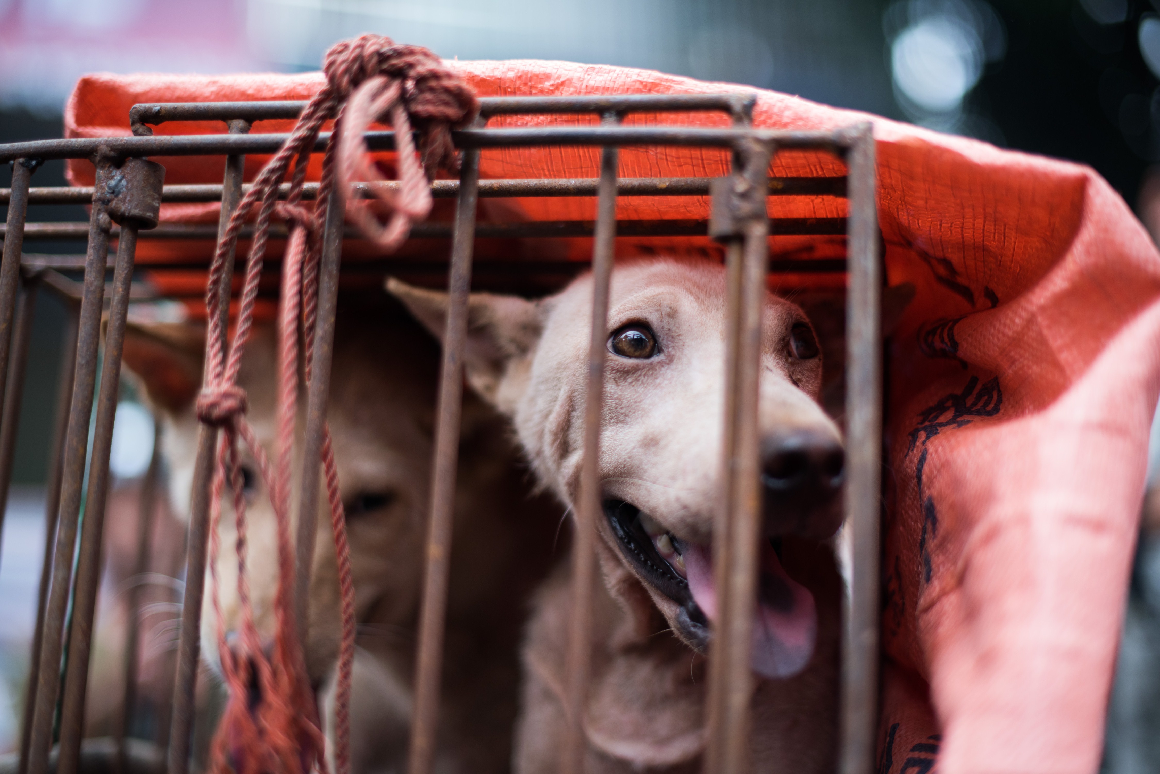 Un perro mira desde su jaula en un establo como lo muestra un vendedor mientras espera a los clientes durante un festival de carne de perro en un mercado en Yulin, en el sur de China Guangin Yulin, en el sur de la provincia china de Guangxi el 22 de junio de 2015.