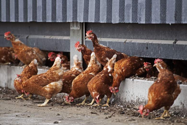 Autoridades de salud advierten no besar ni tocar pollos de corral: ¿Cuál es el peligro?