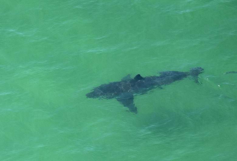 Un gran tiburón blanco nada frente a la costa de Cape Cod, Massachusetts, el 13 de julio de 2019