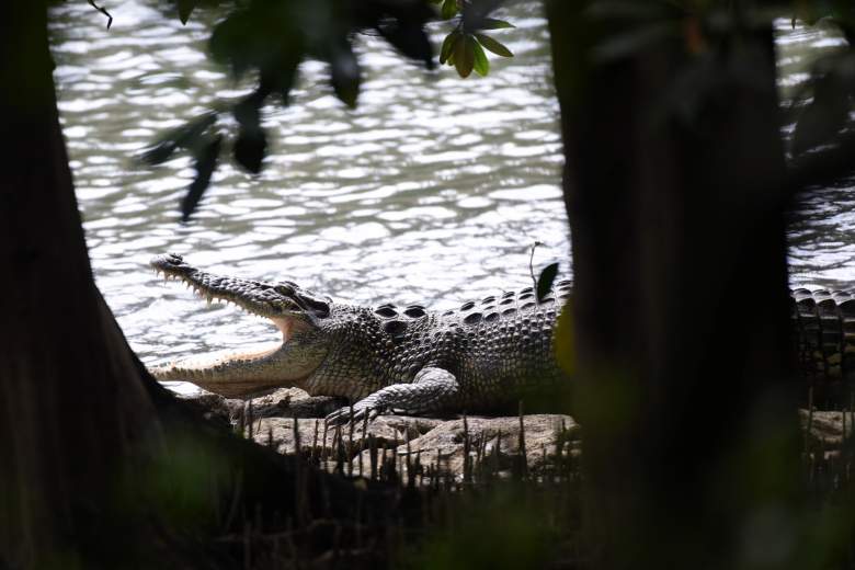 Se ve un cocodrilo de estuario en un bosque de manglares de la Reserva de Humedales Sungei Buloh en Singapur el 2 de febrero de 2021