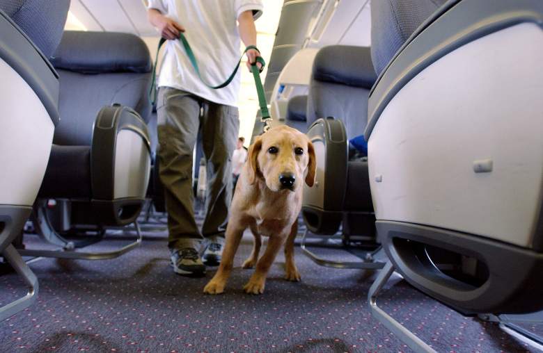 El perro guía estudiante Max, un cachorro de Golden Retreiver, tira de su guía por el pasillo de un avión durante su programa de entrenamiento el 27 de marzo de 2004 en el aeropuerto internacional de New Liberty en Nueva Jersey.