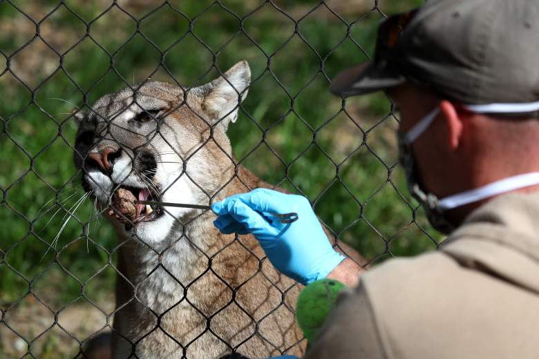 El cuidador de animales Sam Delzell alimenta a un león de montaña en el zoológico de Oakland el 16 de abril de 2020 en Oakland, California.