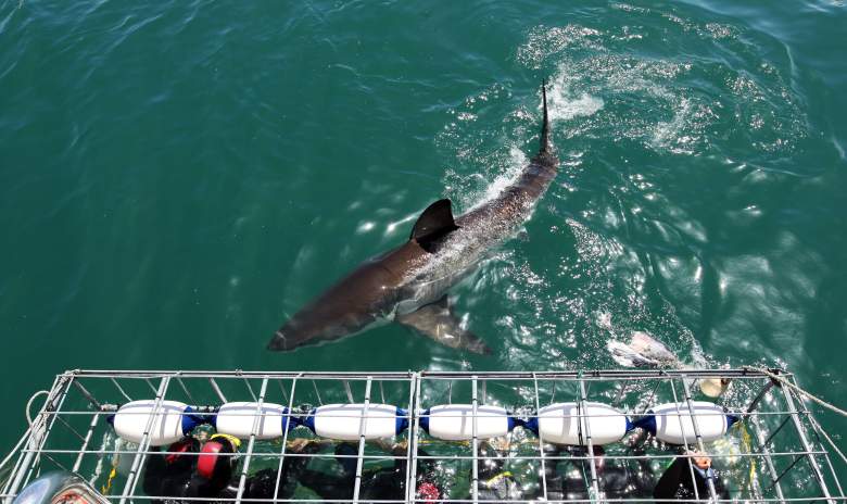 Los turistas se acercan a un gran tiburón blanco mientras nada más allá de la jaula el 18 de octubre de 2009 en Gansbaai, Sudáfrica.