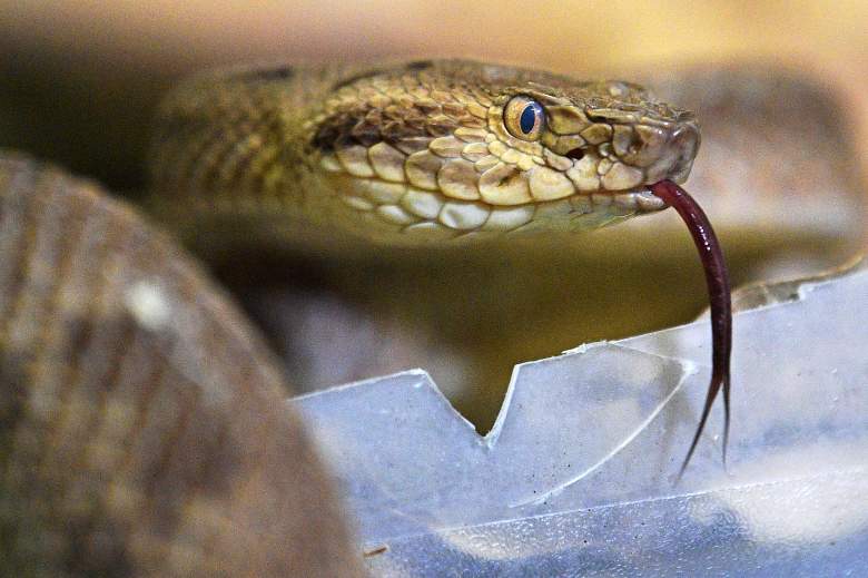 Una serpiente Golden Lancehead altamente venenosa se ve en el Instituto Butantan -que suministra al Ministerio de Salud, con el veneno de muchas serpientes para su distribución en todo el país- en Sao Paulo, Brasil, el 12 de noviembre de 2019.