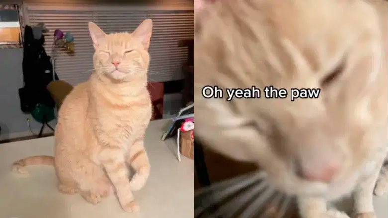Mira cómo un gato finge cojear por simpatía y luego cambia la pata "herida" en un video viral de TikTok.