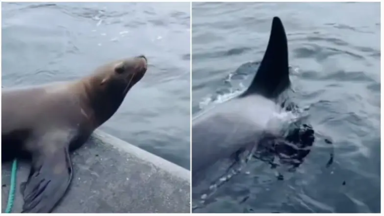Capturas de pantalla del video de las orcas y el león marino
