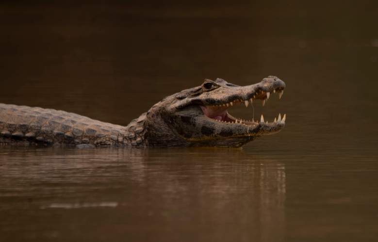 Un caimán es visto en el Pantanal, cerca de la carretera del parque Transpantaneira que cruza el humedal tropical más grande del mundo, en el estado de Mato Grosso, Brasil, el 13 de septiembre de 2020.