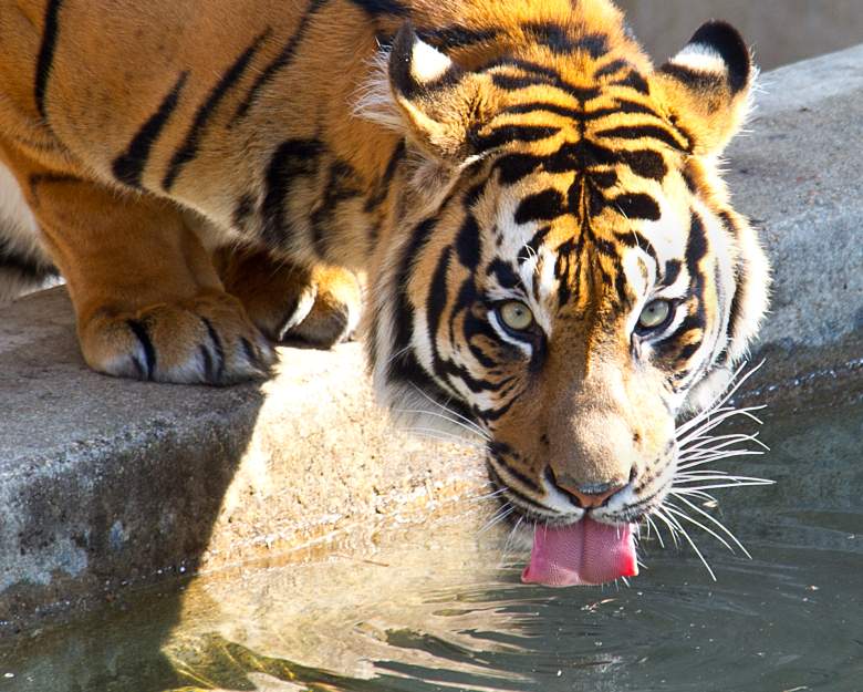 Kavi, un tigre de Sumatra macho, toma un trago de la piscina en su recinto el 20 de marzo de 2014 en el Zoológico Nacional Smithsonian en Washington, DC.