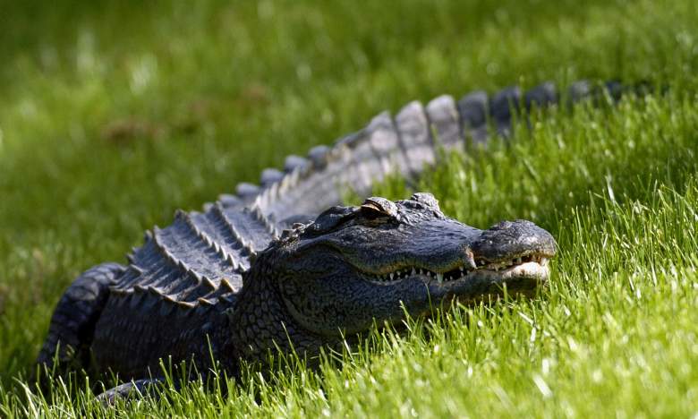A Florida alligator watches the action from the ninth fairway during third-round play at the PGA Tour's Players Championship March 27, 2004.