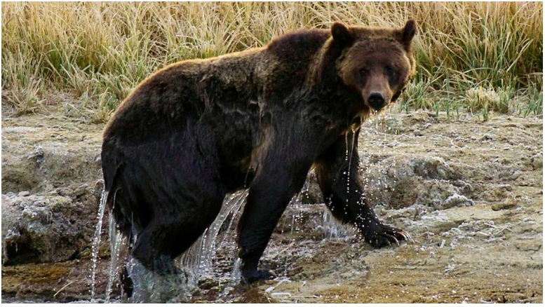 Foto de archivo de un oso grizzly en el Parque Nacional Yellowstone en Wyoming.