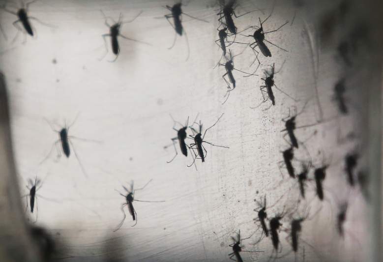 Los mosquitos Aedes aegypti se ven en un laboratorio en el instituto Fiocruz el 26 de enero de 2016 en Recife, estado de Pernambuco, Brasil.