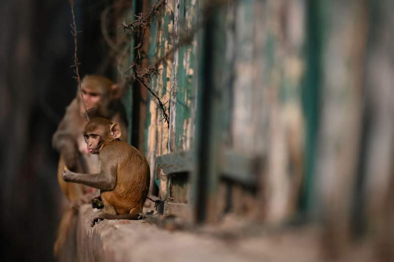 Los monos se sientan en una pared en un área de mercado en Nueva Delhi el 14 de diciembre de 2021.