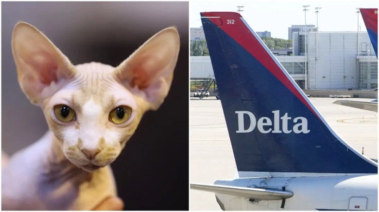 Una mujer es atrapada amamantando a un gato en un vuelo de Delta Airlines