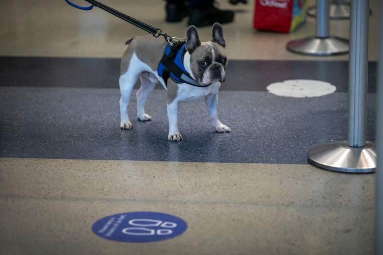Un perro se para cerca de la señalización del piso de distancia social mientras los viajeros de vacaciones pasan por el Aeropuerto internacional de Los Ángeles