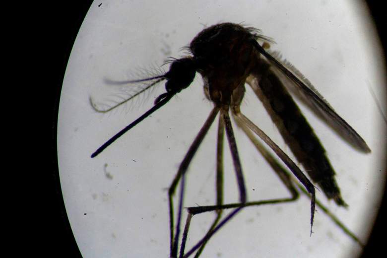 Un mosquito Aedes aegypti se ve a través de un microscopio en el laboratorio de la Fundación Oswaldo Cruz en Río de Janeiro, Brasil, el 14 de agosto de 2019.
