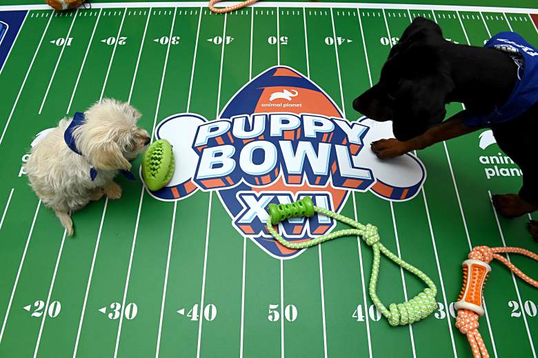 El Animal Planet Puppy Bowl se rompe durante el Discovery, Inc.