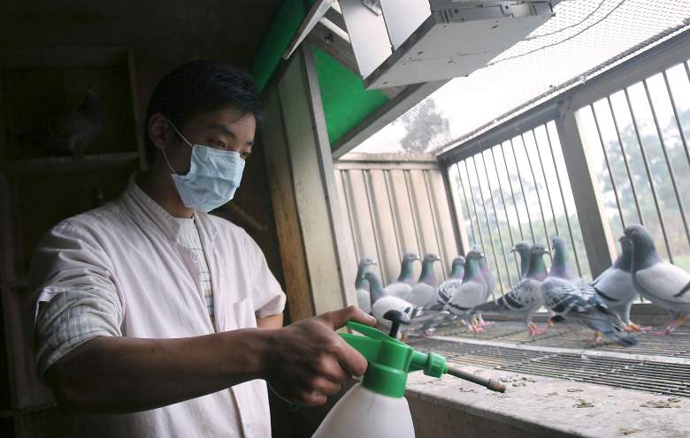 China confirma primer caso gripe aviar de la variante H3N8