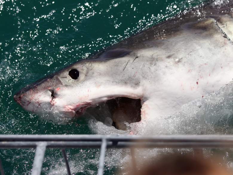 Tiburón blanco ataca bote familiar en Perth, Australia