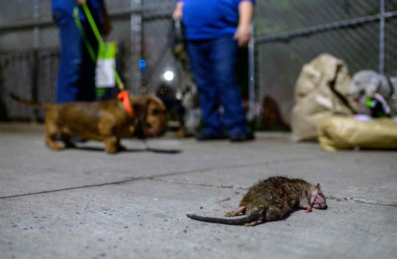 Aumentan ratas en Nueva York