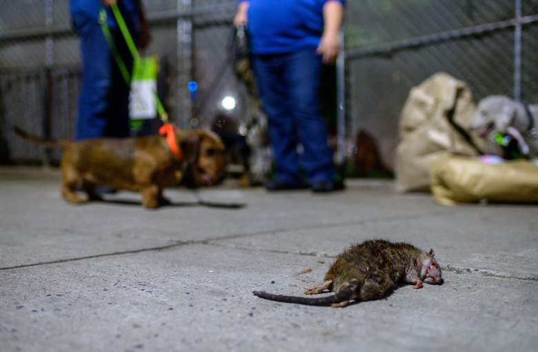 Aumentan las quejas de presencia de ratas en Nueva York: Denuncian récord en una década