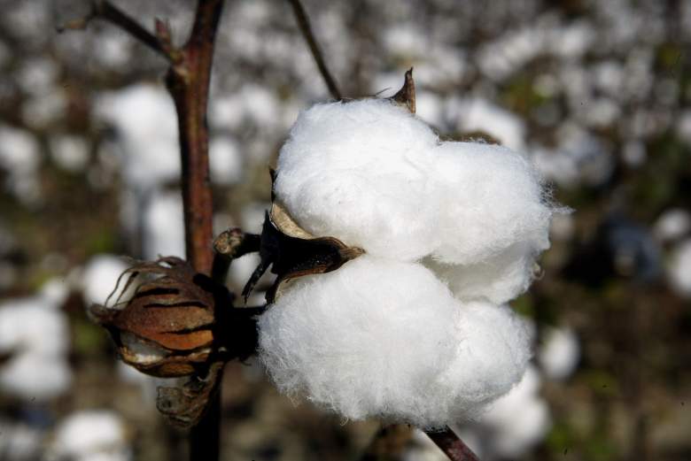 Una cápsula de algodón espera ser cosechada en la granja BTC el 19 de octubre de 2003 cerca de Clarksdale Mississippi.