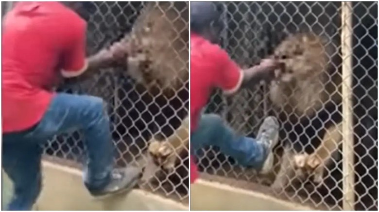 Capturas de pantalla del león mordiendo el dedo del hombre.