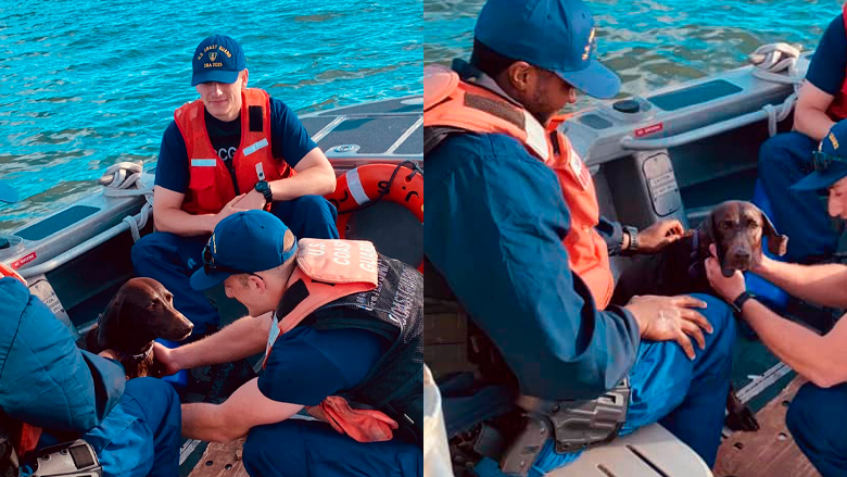 Guardia costera de Estados Unidos rescata a perrita nadando en el mar: Myla