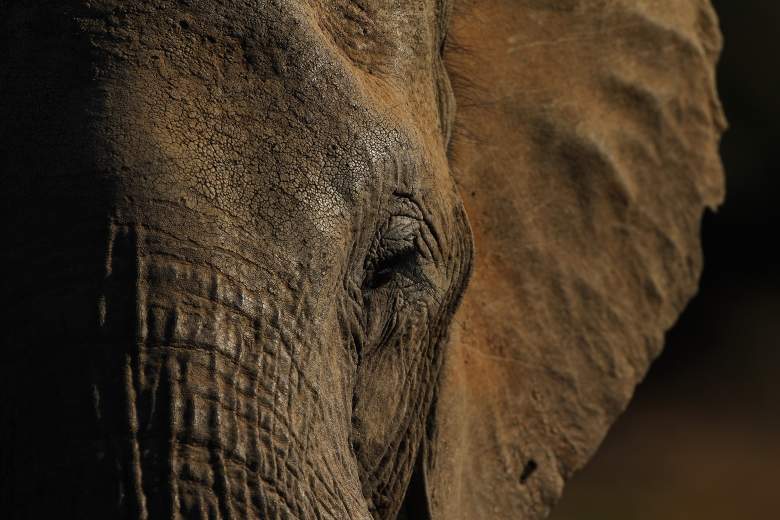 La elefanta Happy seguirá en el zoológico del Bronx