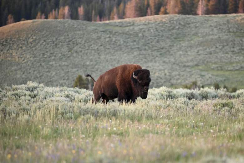 Bisonte ataca a mujer en Yellowstone