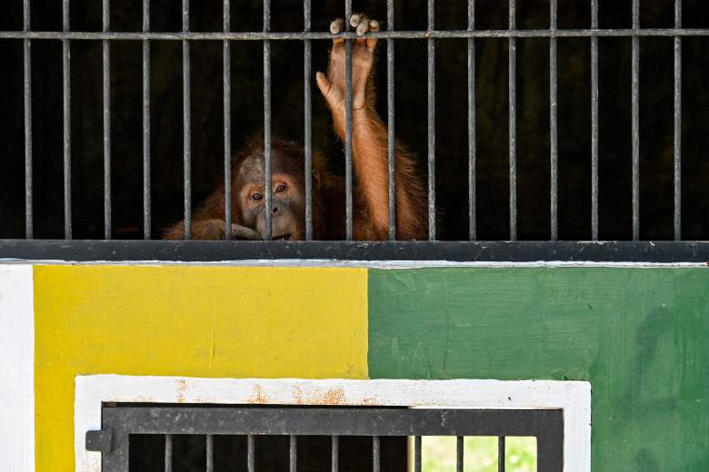 orangutan-ataque-indonesia