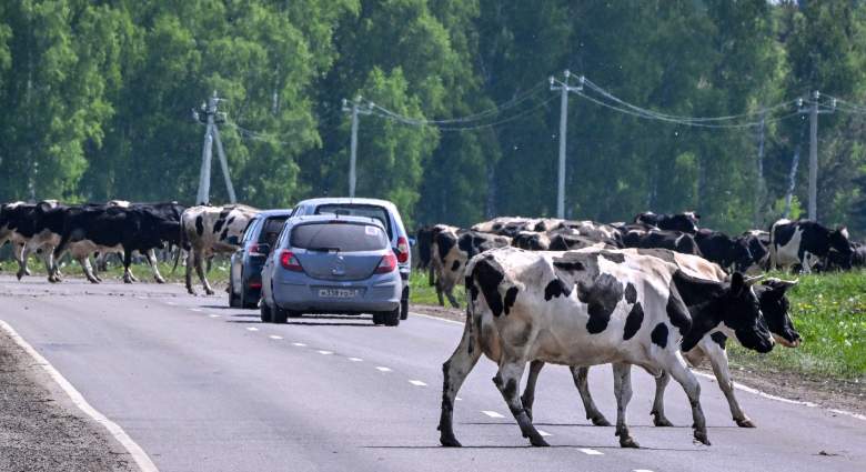 vacas-bloquean-transito-turnpike-florida