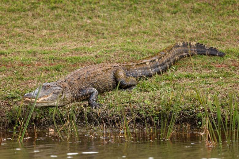 Mujer muere tras ser atacada por unos caimanes en Florida