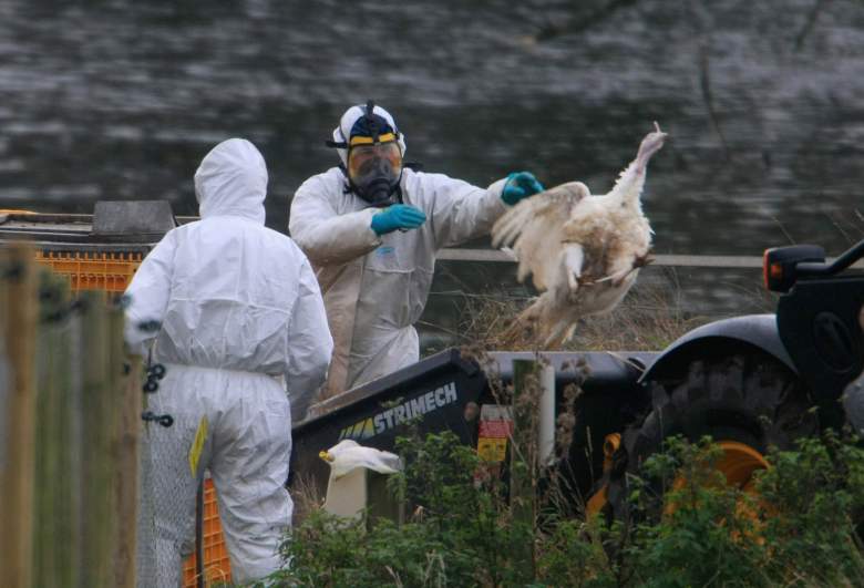 Sacrifican 3 millones de pollos por gripe aviar en una granja en Ohio