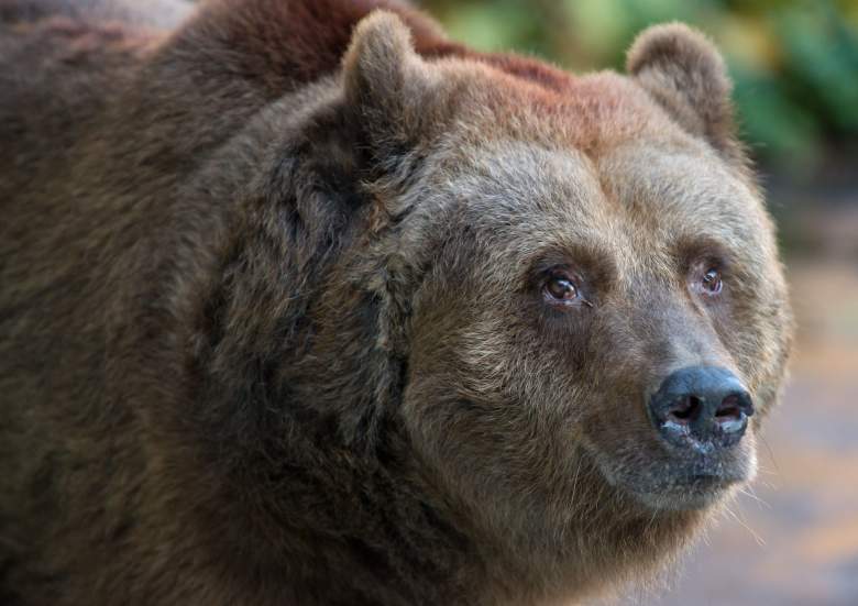Escalador peleó mano a mano con un oso para salvar su vida.