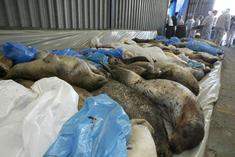 Hallan miles de focas muertas en las costas rusas del Mar Caspio