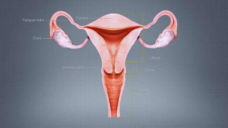 ¿Por qué las mujeres menstrúan y otros muchos animales no?