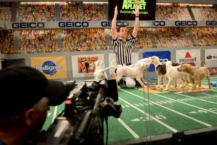 Puppy Bowl XXI Recap: ¿Quién vino encima del perro?