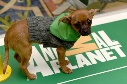 Puppy Bowl XXI: Cómo ver